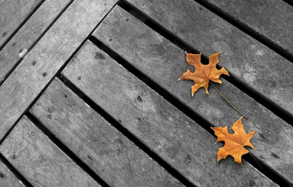Autumn, grey background, yellow maple leaves, minimalism. grey Board
