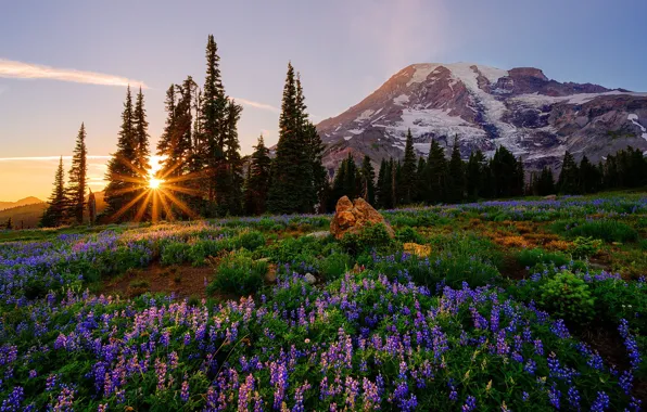 Trees, sunset, flowers, mountain, Mount Rainier National Park, National Park mount Rainier, lupins, The cascade …