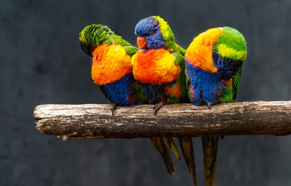 Birds, parrot, parrots, grey background, trio, bright plumage, pole, loricati