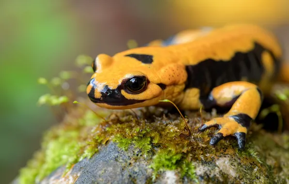 Look, moss, lizard, yellow, reptile, bright, Salamander