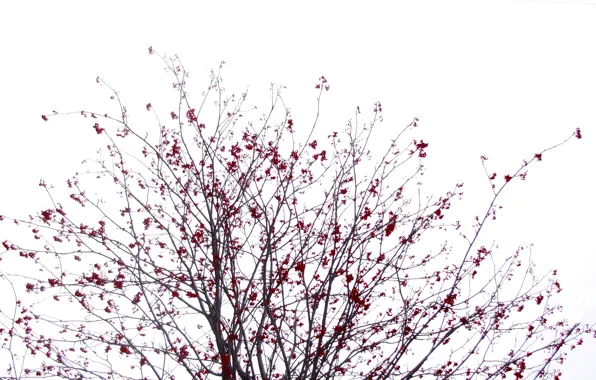 The sky, Winter, Tree, Sakura, Bush, Black, White, Rowan