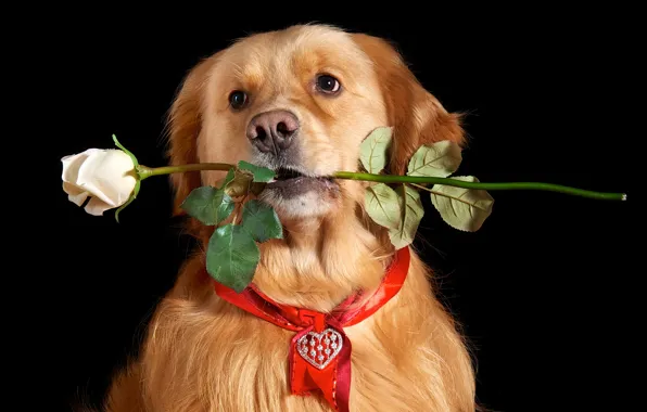 Picture look, each, rose, dog