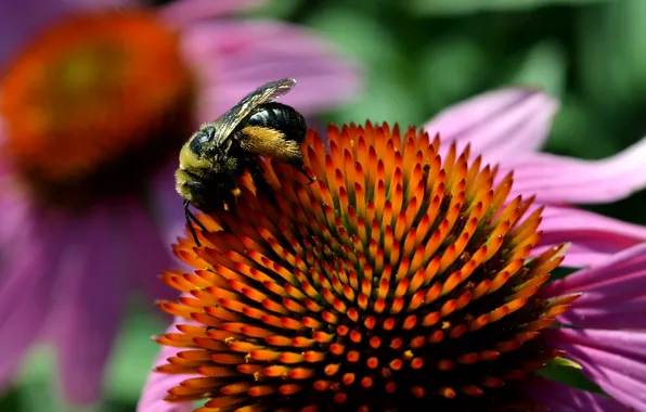 Picture Macro, Flower, Bee, Flower, Macro, Bee, Echinacea