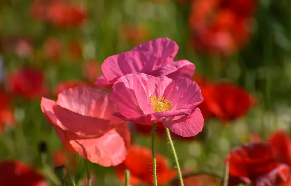 Summer, light, flowers, stems, Maki, red, pink, bokeh