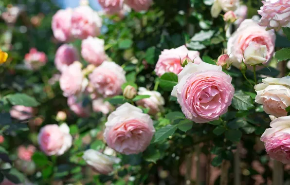 Leaves, flowers, roses, garden, pink, bokeh, rose Bush, lush