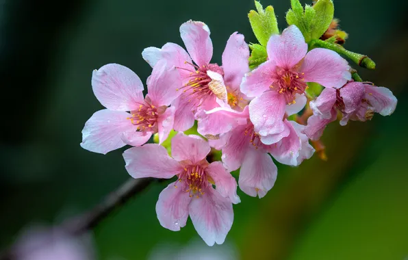 Drops, macro, flowers, cherry, branch, spring, pink, flowering