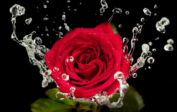 water drop on rose