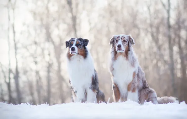 Winter, dogs, snow, pair, friends, Australian shepherd, Aussie