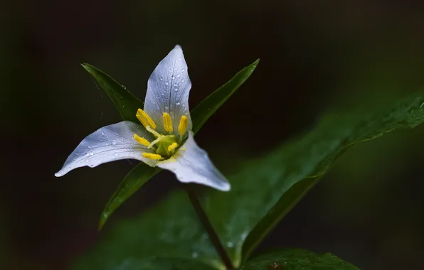 Greens, flowers, blue, yellow