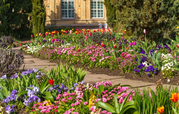 The sun, trees, flowers, house, Germany, garden, track, tulips