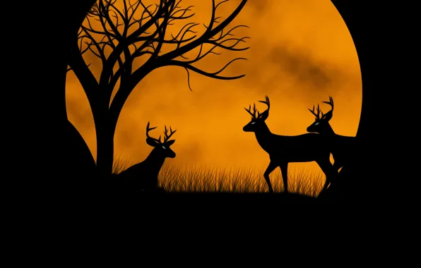 Picture the moon, deer, picture