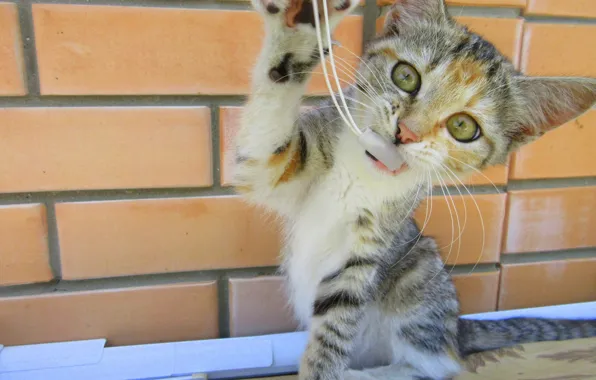 Cat, kitty, plays, colorful