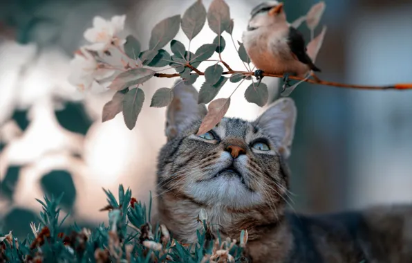 Cat, grass, cat, look, face, leaves, grey, background