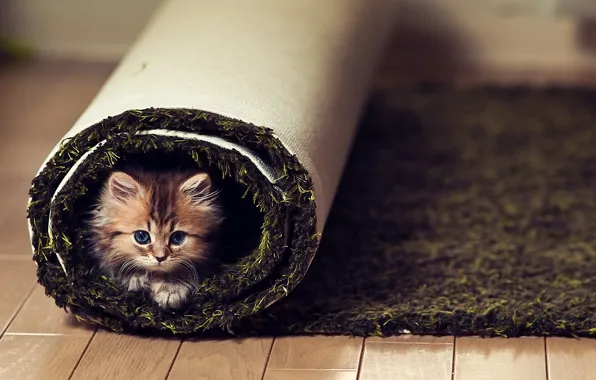 Look, kitty, carpet, floor