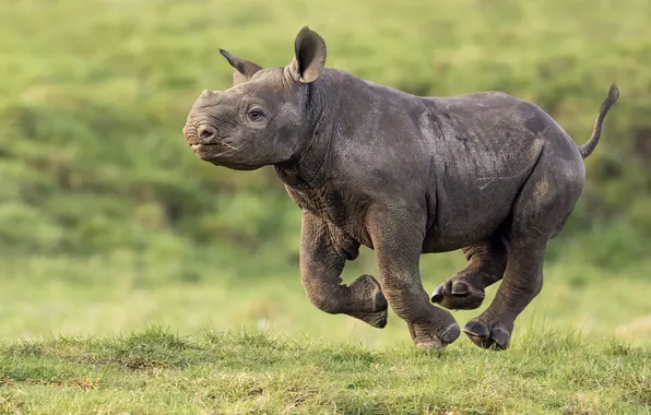 Baby, cub, Rhino
