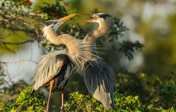 Picture birds, pair, herons