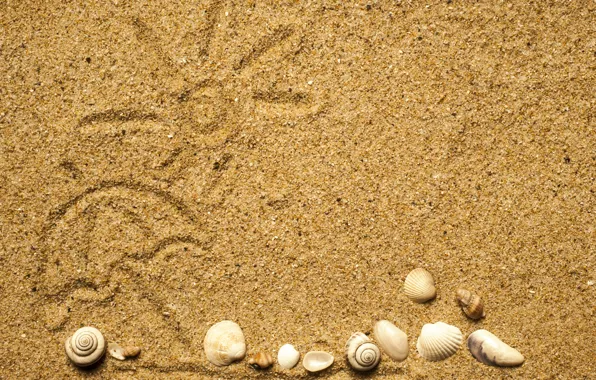 Beach, texture, sand, marine, seashells, sand seashells