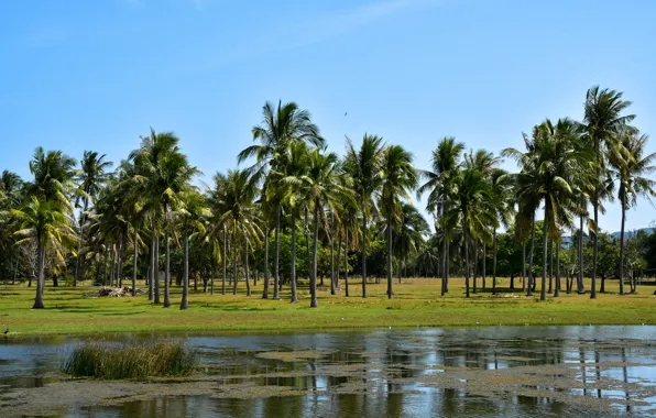 Greens, the sky, the sun, trees, tropics, palm trees, bird, Thailand