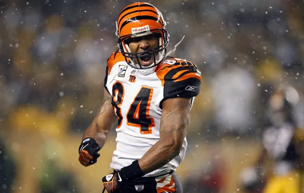 Picture American football, player, Tj Houshmandzadeh