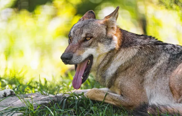 Picture language, grass, look, face, light, stones, grey, wolf