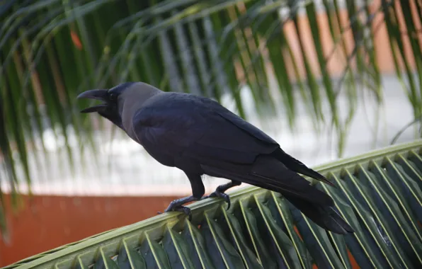 Animals, birds, Palma, background, Wallpaper, India, crows, crow