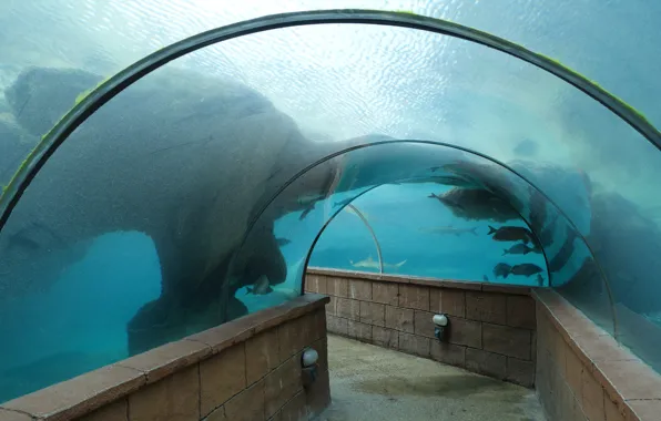 Atlantis, Aquarium, Underwater