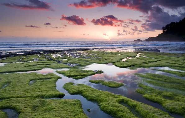 Picture sea, the sky, algae