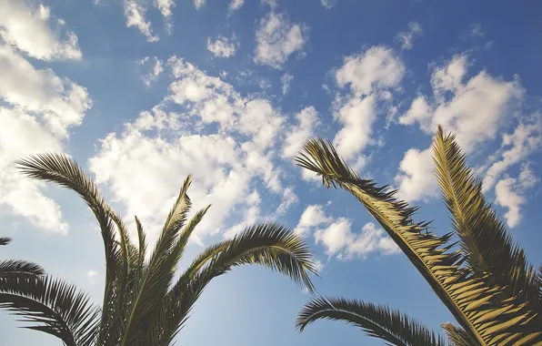 The sky, leaves, clouds, palm trees