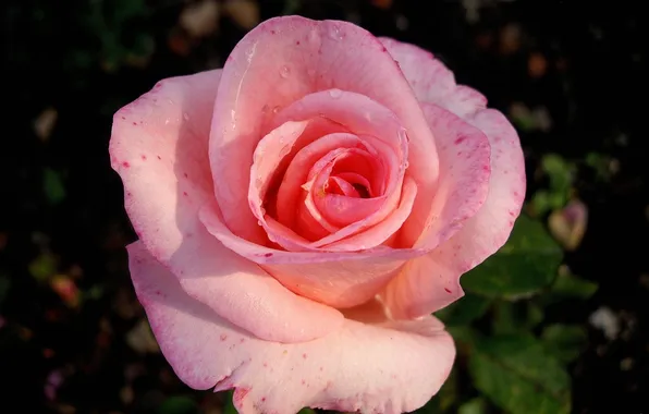 Pink, Rose, large
