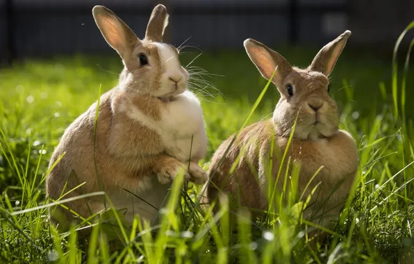 Grass, rabbit, pair, Sunny