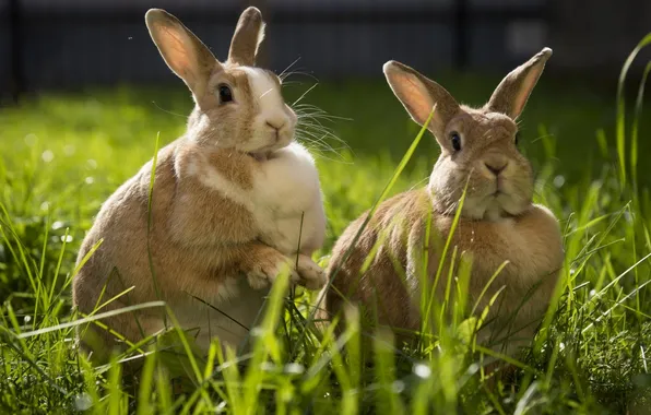 Picture grass, pair, rabbits, Sunny