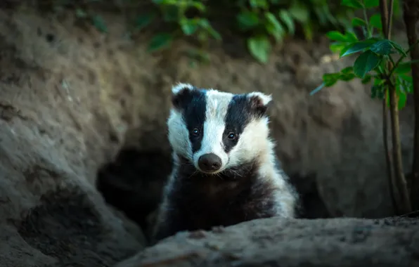 Look, nature, face, badger