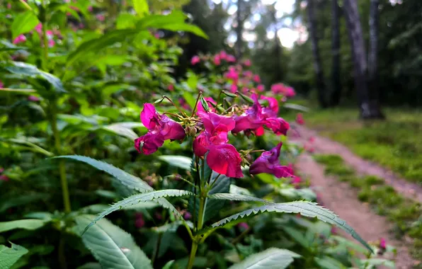 Forest, summer, trees, flowers, Moscow, August, Russia, architecture