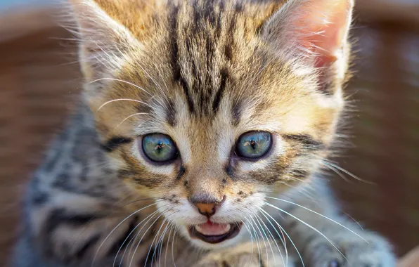 Cat, cat, look, grey, portrait, baby, muzzle, kitty