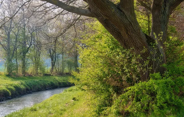 Picture trees, young greens, nature, shore, the bushes, channel, foliage, greens