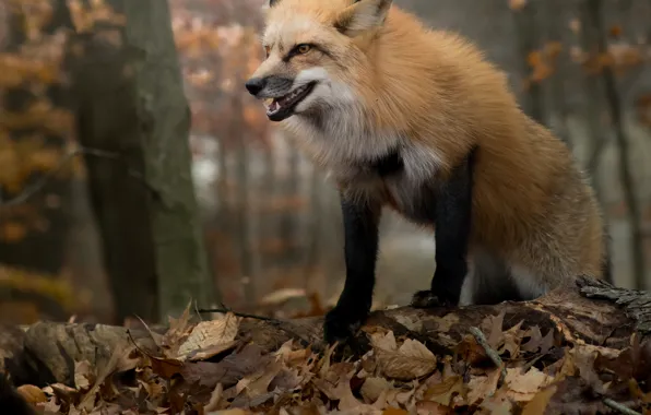 Picture autumn, forest, leaves, foliage, Fox, red