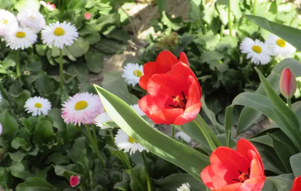 Flowers, flowerbed, April, spring 2018, Mamala ©
