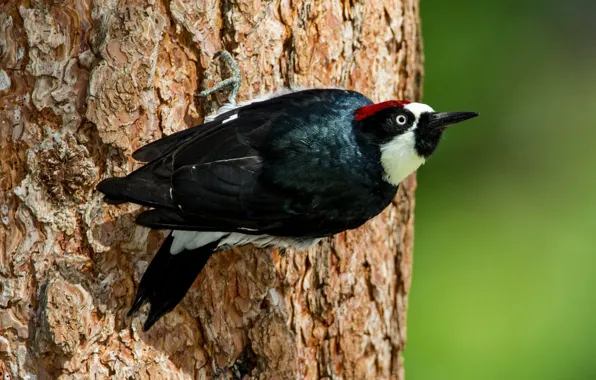 Picture ant melanerpes, beak, ant woodpecker, bird, trees