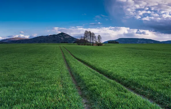 Road, greens, field, summer, the sky, grass, clouds, trees