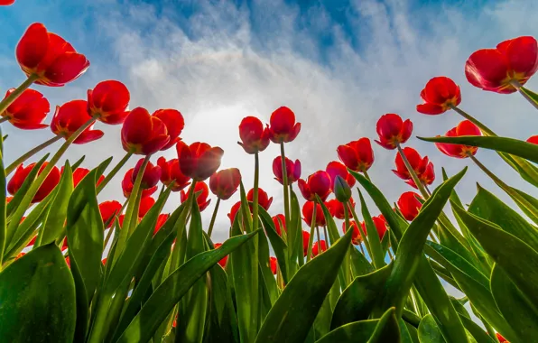 Picture field, the sky, tulips