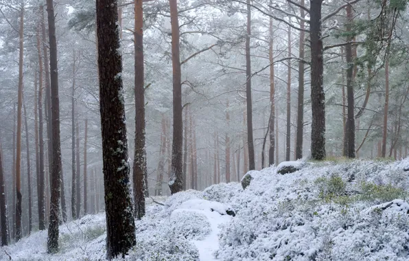 Winter, forest, snow, trees, nature