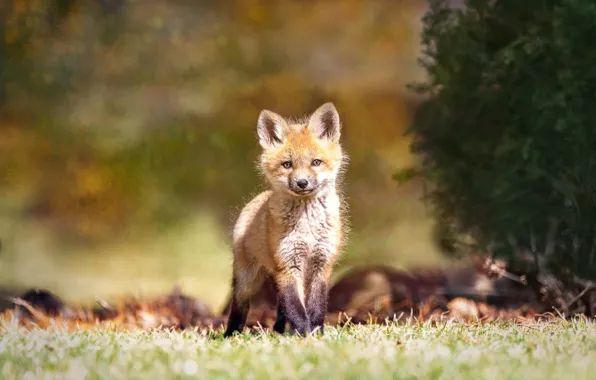 Nature, glade, Bush, treatment, Fox, Fox