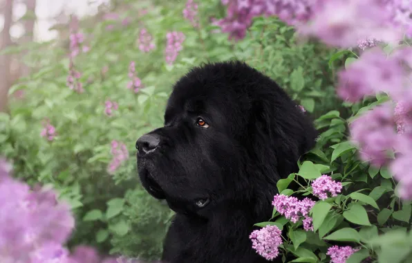 Look, nature, pose, dog, face