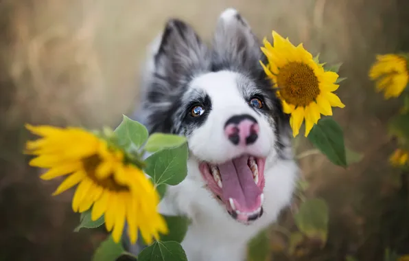 Language, summer, look, face, sunflowers, flowers, nature, portrait