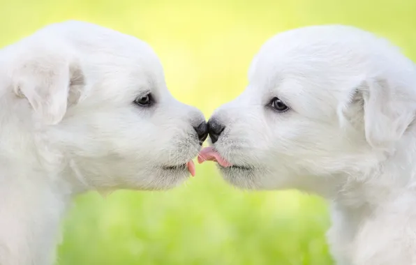 Language, dogs, puppies, puppy, a couple, faces, Samoyed, Samoyeds
