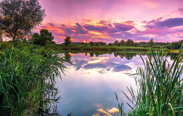 Grass, sunset, lake, pink, gentle