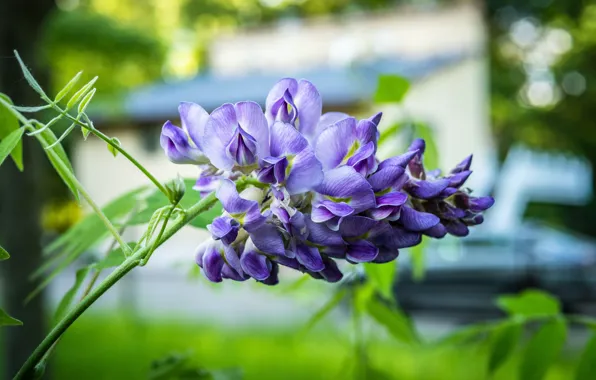 Greens, leaves, macro, flowers, branch, inflorescence, lilac, bokeh