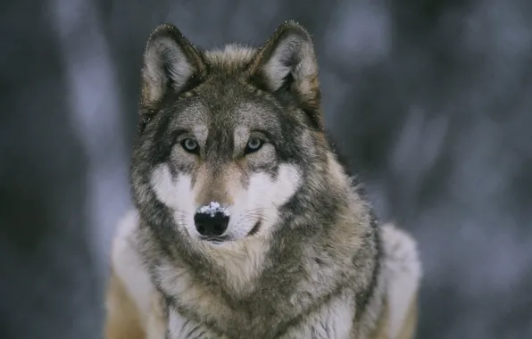 Snow, Wallpaper, wolf, predator, beast, forest, wallpapers, medic