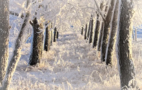 Wallpaper winter, frost, alley