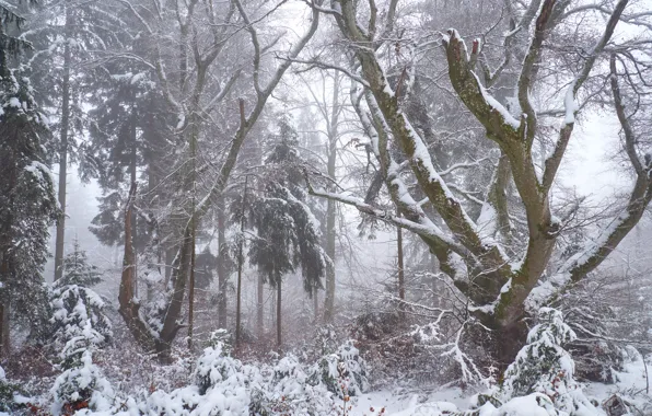 Winter, forest, snow, trees, branches, nature, fog, trunks